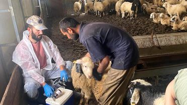 Küçükbaş Hayvanlara Aşılama Çalışması