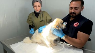 Osmaniye'de Sahipsiz Hayvanlara Barınak