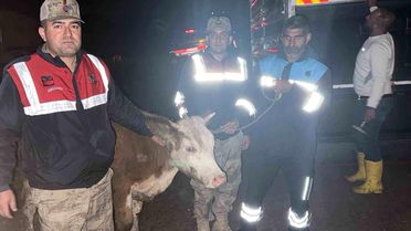 Çalınan Hayvan Jandarma ile Bulundu