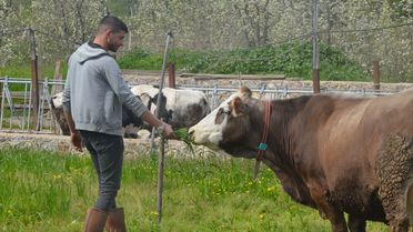 İnegöl'de Genç Çiftçi Büyüyen Sürü ile Başarıya Koşuyor