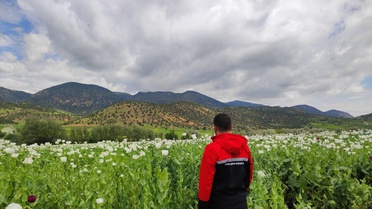 Göynücek'te Tarım Saha Çalışmaları