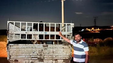 Kaybolan Tosunlar Jandarma Tarafından Bulundu