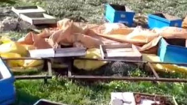 Kış Uykusundan Uyanan Ayı, Arı Kovanlarını Parçaladı