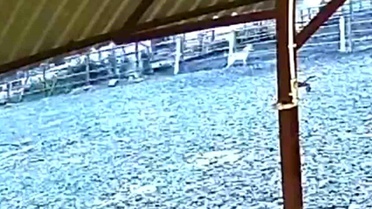 Kurt Ağılda 8 Hayvanı Telef Etti