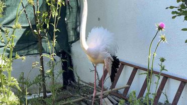 Arnavutköy'de ormanlık alanda kanadı kırık flamingo bulundu