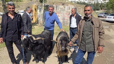 Çermik'te Kurbanlık Hayvanlara İlgi