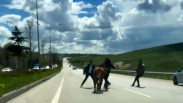 Erzurum'da Kurbanlık Kaçışları Trafiği Kilitledi