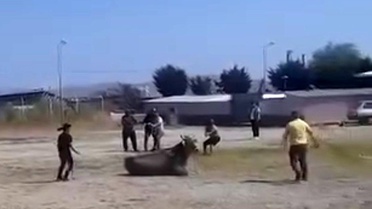 Gönen'de Kaçan İnek Paniğe Neden Oldu