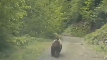 Şavşat'ta Bozayı Aracın Önünde Koştu
