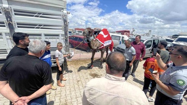 Konya'da 780 Kilogramlık Deve İlgi Odağı