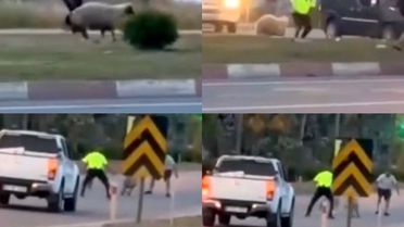 Kurbanlık Koyun Trafikte Koştu