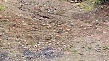 Tunceli'de Nesli Korumadaki Vaşak Görüntülendi
