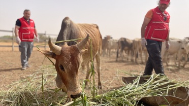 Türk Kızılay Sudan'da Kurban Kesimi Yapacak