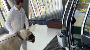 Kurban Koçu Teleferikle Uludağ'a Çıktı