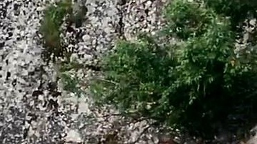 Dağ Keçileri Harput'ta Görüntülendi