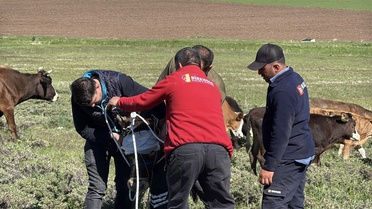 Kurbanlıkların Kaçışı Paniğe Neden Oldu