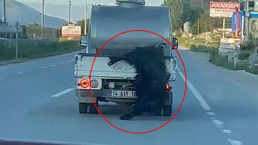 Kurbanlık hayvana vicdanları sızlatan muamele! Görenler Bakan Çiftçi'yi etiketledi