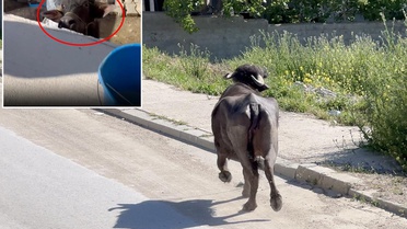 Kaçan kurbanlığın saldırısından bodruma sığınarak kurtuldu