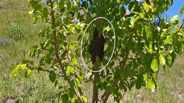 Ağaca yaklaşınca gördüğü manzaraya inanamadı! Binlercesi bir arada