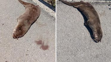 Siverek'te yol kenarında ölü su samuru bulundu