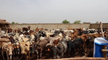 TDV Burkina Faso'da Kurban Kesimine başladı