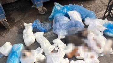 Ölü Kedilere İlişkin Veteriner Hekim Tutuklandı