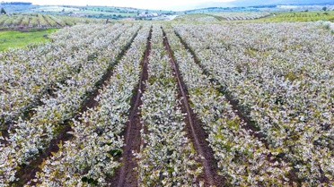 Mihalıççık'ta Kiraz Ağaçları Beyaz Çiçek Açtı