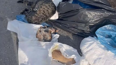 33 kedinin ölü bulunduğu olayda gözaltına alınan veteriner tutuklandı