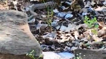 Yılanın Sincabı Avladığı Anlar Kamerada