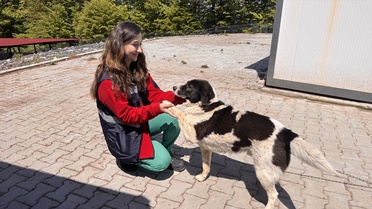 Zonguldak'ta Sokak Hayvanları için Doğal Yaşam Alanı