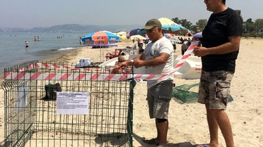 Kuşadası ve Didim'de Deniz Kaplumbağası Yuvalama Artışı