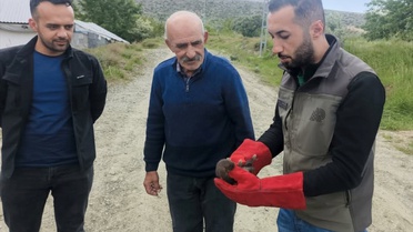 Malatya'da Yavru Sansar Koruma Altına Alındı