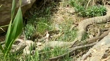 Hakkari'de Nadir Engerek Yılanı Görüldü