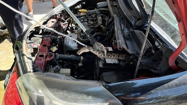 Adana'da Otomobilden Yılan Çıkarıldı