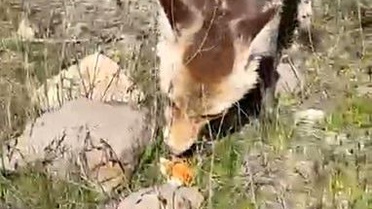 Ahlat'ta Aç Tilkiye Yardım