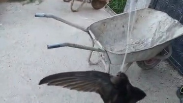 Besici, İpe Dolaşan Ebabili Kurtardı