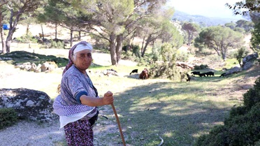 Çobanlık Unutuluyor: Beşparmak Dağları'nda Yaşlı Çobanlar