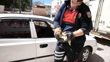 Yavru kediyi kurtarmak için iki operasyon