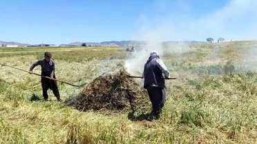 Firik Sezonu Gaziantep'te Başladı