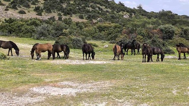 Yılkı Atları Çiftçilerin Korkulu Rüyası