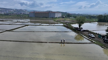 Düzce'de Konuralp Pirinci Ekim Alanı Arttı