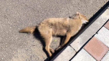 Batman'da Çakal Otomobile Çarptı
