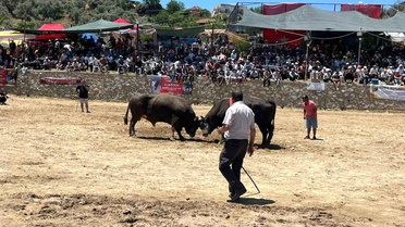 Germencik'te 63 çift boğa güreşti