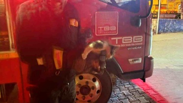 Aracın Motorundan Kedi Kurtarıldı