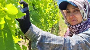 Sarıgöl'de Üzüm Üreticileri Bayram Sonrası Bağlara Döndü