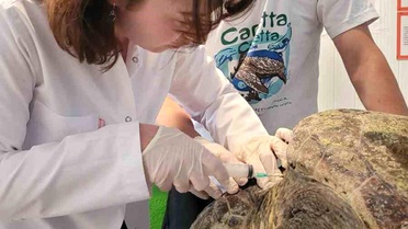 Yaralı Caretta Caretta Tedavi Altında