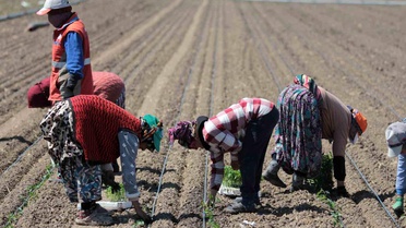 Karacabey'de Domates Üretimi Hızlanıyor