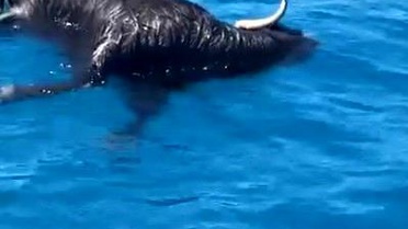 Alanya'da Denizde Ölü Keçi Bulundu