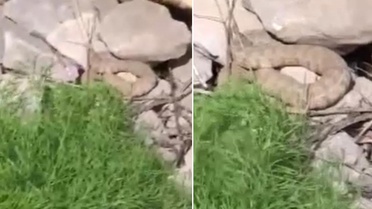 Hakkari'de koca engerek yılanı görüntülendi
