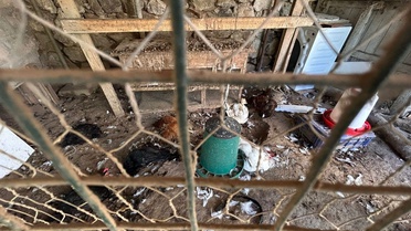 Başıboş köpekler kümese girdi: 30 tavuk telef oldu